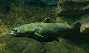 Freshwater flathead catfish